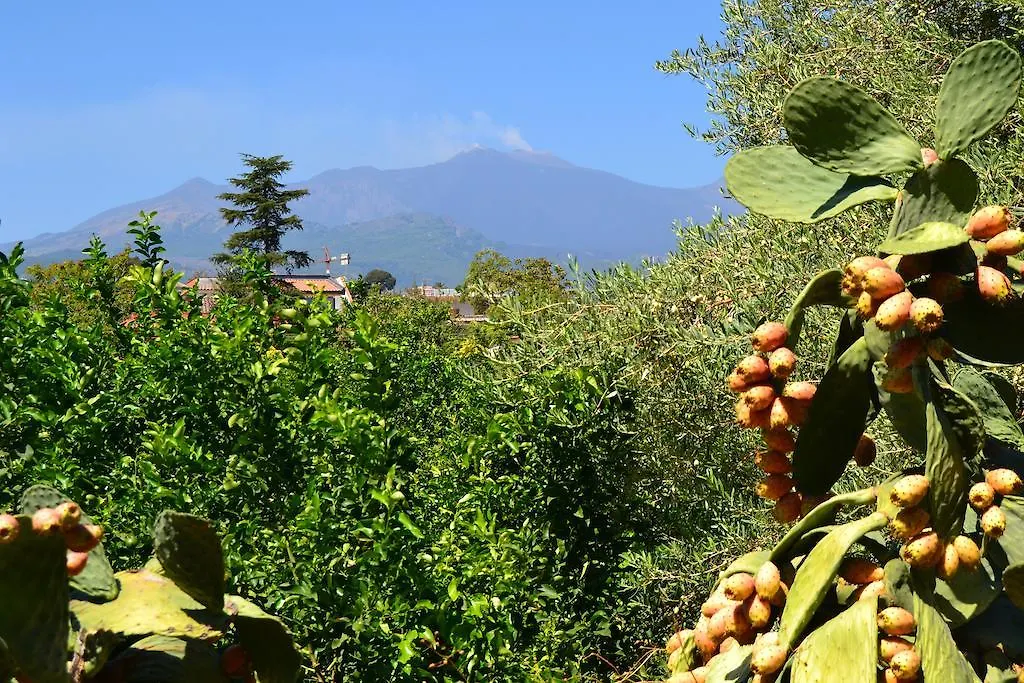 Bed & Breakfast B&B La Casa Del Ficus Stazzo